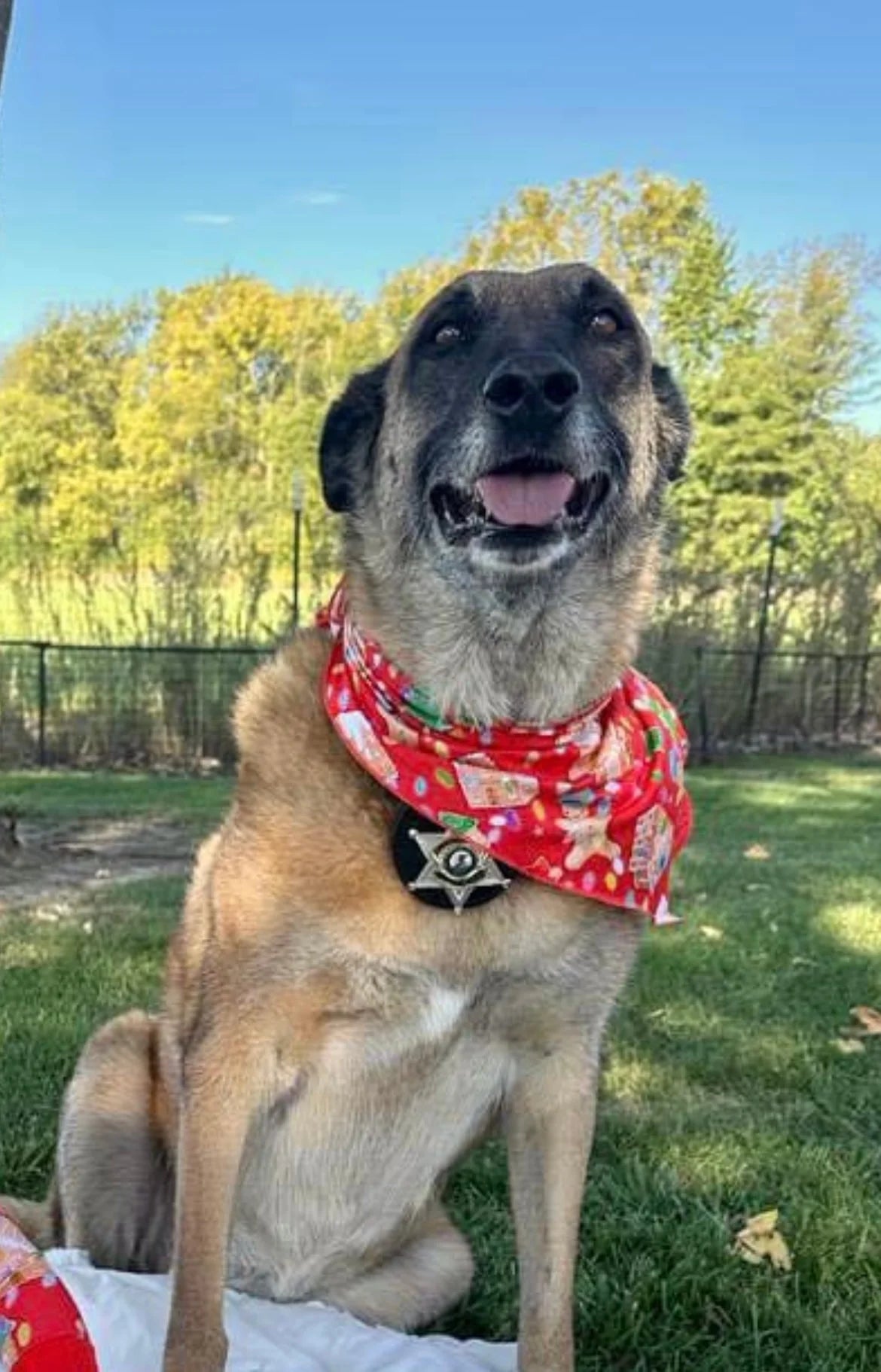 "Gingerbread Dept" Pet Bandana